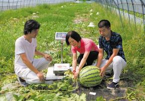农场现“双胞胎”连体西瓜 重达14斤 农场现“双胞胎”连体西瓜 重达14斤