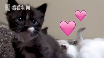 上海虹桥站众人砸墙救小奶猫 上海虹桥站众人砸墙救小奶猫