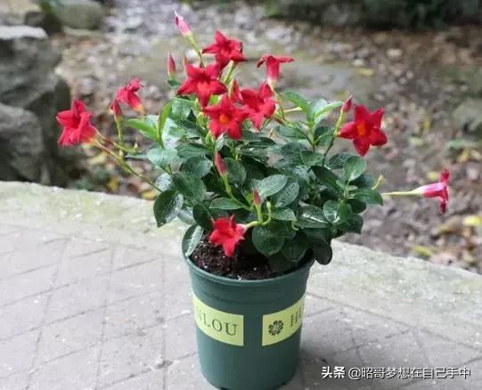 pien游戏攻略 VS 神奇宝贝我是谁游戏攻略