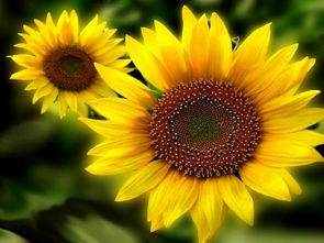 “向日葵像太阳为什么不叫像日葵?” “向日葵像太阳为什么不叫像日葵?”